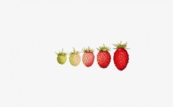 草莓生长过程的图片（草莓生长过程图片卡通）
