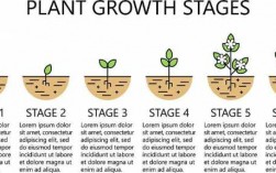 植物种过程（植物的种植步骤简图）