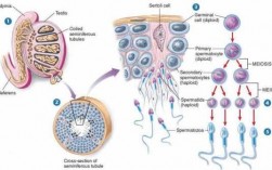 精子出生过程图片的简单介绍