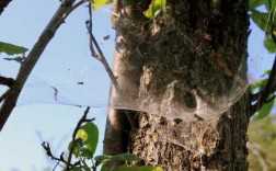 蜘蛛筑巢过程（蜘蛛建巢）