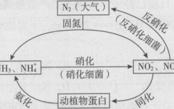 氮循环过程包括固氮（氮循环的定义）