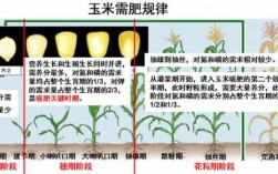 玉米中的繁育过程（玉米的繁育方式）