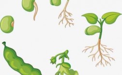 豌豆成长过程图解（豌豆的成长历程）