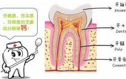 牙本质形成过程（牙本质形成过程中哪种矿化得快）