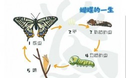 蝴蝶从幼虫变成蝴蝶的过程中（蝴蝶从幼虫变成蝴蝶的过程中的变化）
