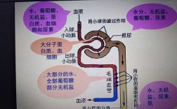 生物尿液的形成过程（生物尿液形成的两个过程）