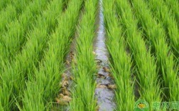 扬州水稻种植过程（扬州水稻种植过程图）