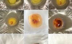 甲鱼蛋孵化过程（甲鱼蛋孵化过程图片）