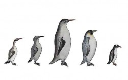 企鹅的发育过程绘画（企鹅发展史）