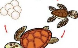 过程海龟图（海龟作图）