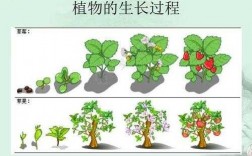 植物的茎生长过程（简单说出植物的茎在植物生长过程中的作用）