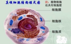 真核细胞表达系统过程（真核细胞结构系统）