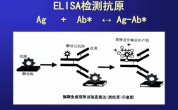 ELISA检测蛋白过程（elisa检测蛋白酶活性原理）