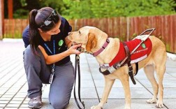 导盲犬训练过程（导盲犬训练过程图片）
