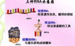 生物书tRNA转运过程（生物转运包括哪些过程）