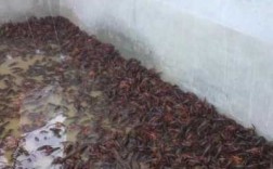 养殖龙虾的过程（养殖龙虾怎么养殖技术）