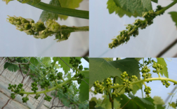 葡萄成长的变色过程（葡萄成长过程图片大全）
