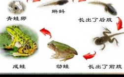 关于青蛙进化过程的信息