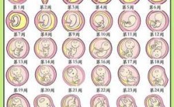 怀孕成长过程图片（宝宝怀孕成长过程图片）