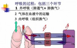 肺通气过程（肺通气过程图）
