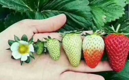 草莓成熟过程图片（草莓成熟过程颜色变化）