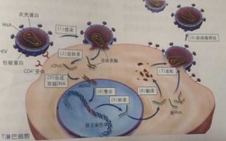hiv病毒侵染细胞过程（hiv病毒侵染细胞过程图）