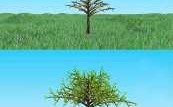 大树起苗的过程（树苗成长大树过程视频）