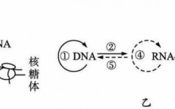 基因的表达过程描述（基因的表达过程包括哪些阶段）