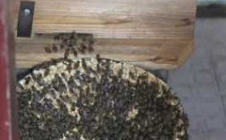蜜蜂造窝过程（蜜蜂怎么筑窝）