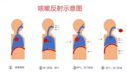 肺收缩反射的过程（肺收缩反射的过程是什么）