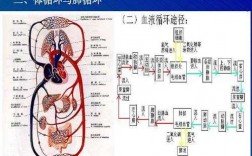 体循环过程肺循环过程（体循环肺循环过程示意图）
