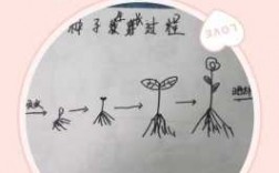 种子的生殖过程视频（种子生长过程视频教程）