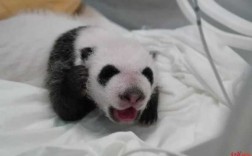 熊猫宝宝出生过程（熊猫宝宝的出生过程）