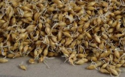 大麦发芽过程（大麦发芽过程的三大要素）