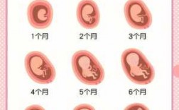 胎儿演变过程（胎儿演变过程图）