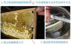 产蜂蜜的过程（蜜蜂生产蜂蜜过程）