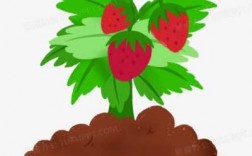 草莓生长过程漫画（草莓生长过程卡通图）