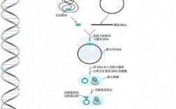 重组dna技术的基本过程（重组DNA技术的基本过程包括pcr反应吗）
