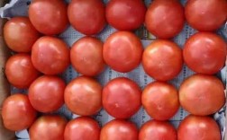 装西红柿的过程（西红柿装箱教程）