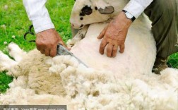 剪羊毛的全部过程（剪羊毛怎样剪?）