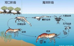 虾发育过程（虾幼体发育图）