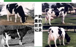 奶牛生长过程（奶牛生长过程视频）