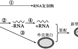 rrna的复制过程（rna复制过程视频）