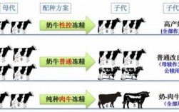 肉牛的发育过程（肉牛的成长阶段）