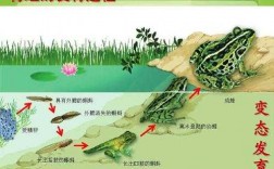青蛙的繁殖过程的简单介绍