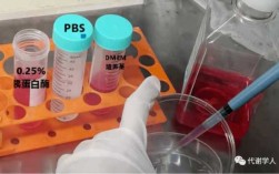 用PBS冲洗细胞过程（pbst洗细胞）