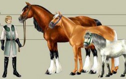 马及前肢进化过程（从古至今马的前肢有什么变化）
