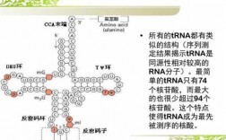 tRNA结构及加工过程（简述trna的基本结构）