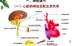 心脏的神经支配过程（简述心脏人体心脏的神经支配及其生理作用）