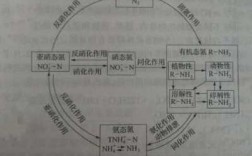 氮循环的过程分析（氮循环的过程分析方法）